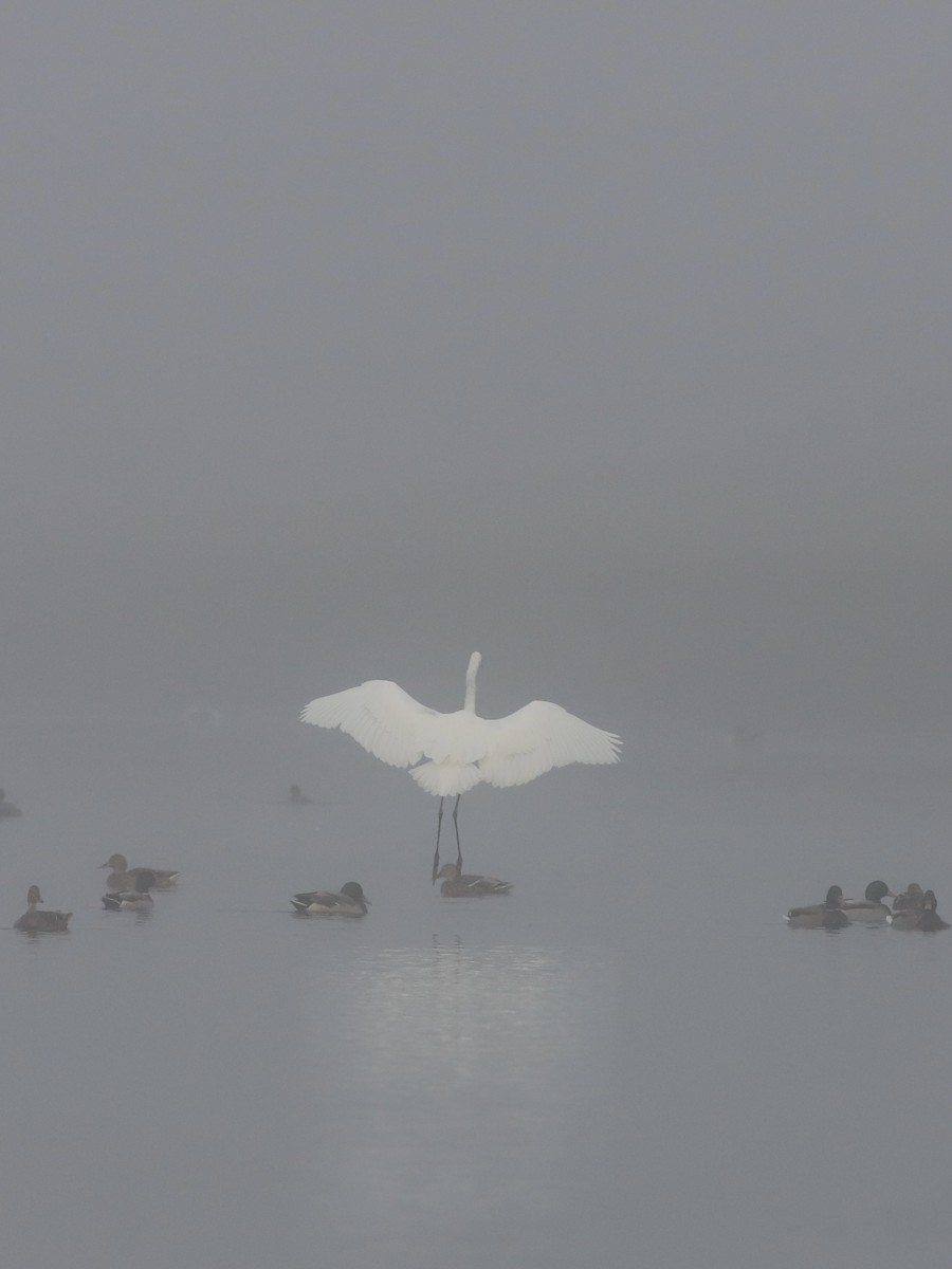 Great Egret - ML646827024