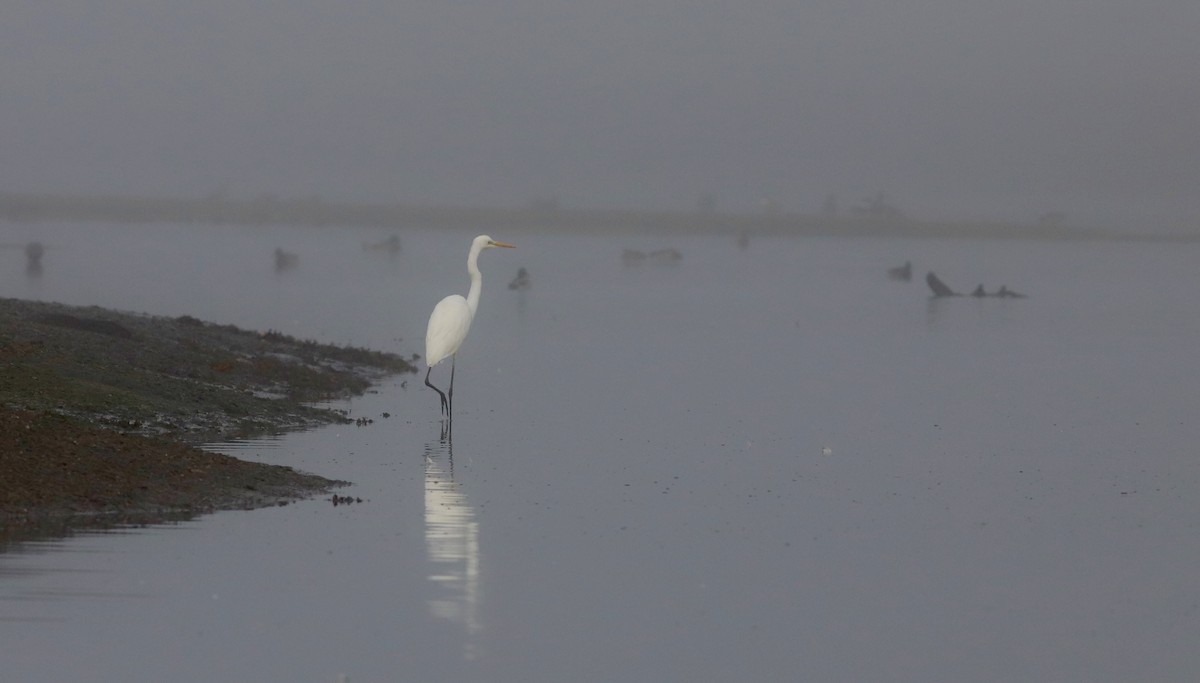Great Egret - ML646827025