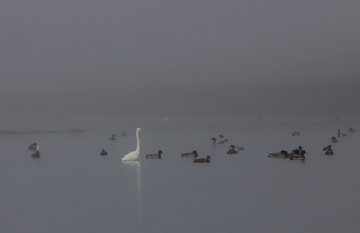 Great Egret - ML646827026