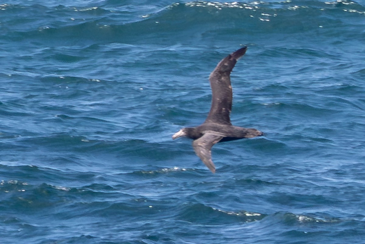 Southern/Northern Giant-Petrel - ML646827027