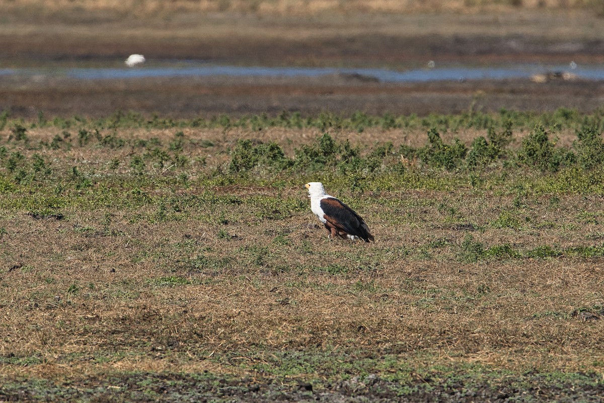 African Fish-Eagle - ML646827028