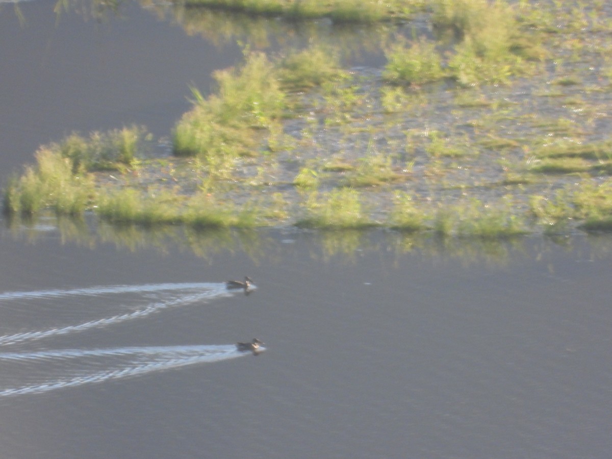 Mestolone - ML646827029