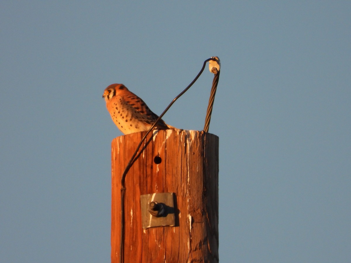American Kestrel - ML646827030