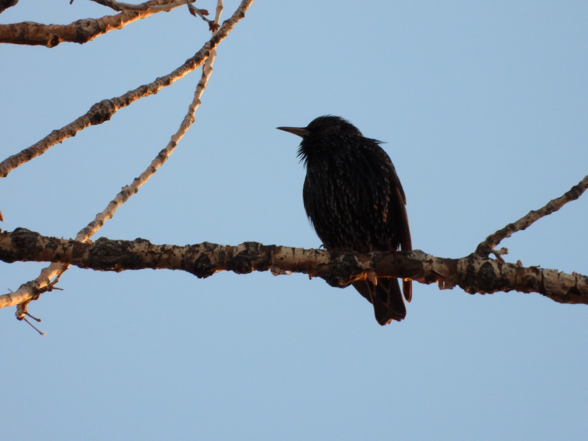 European Starling - ML646827033