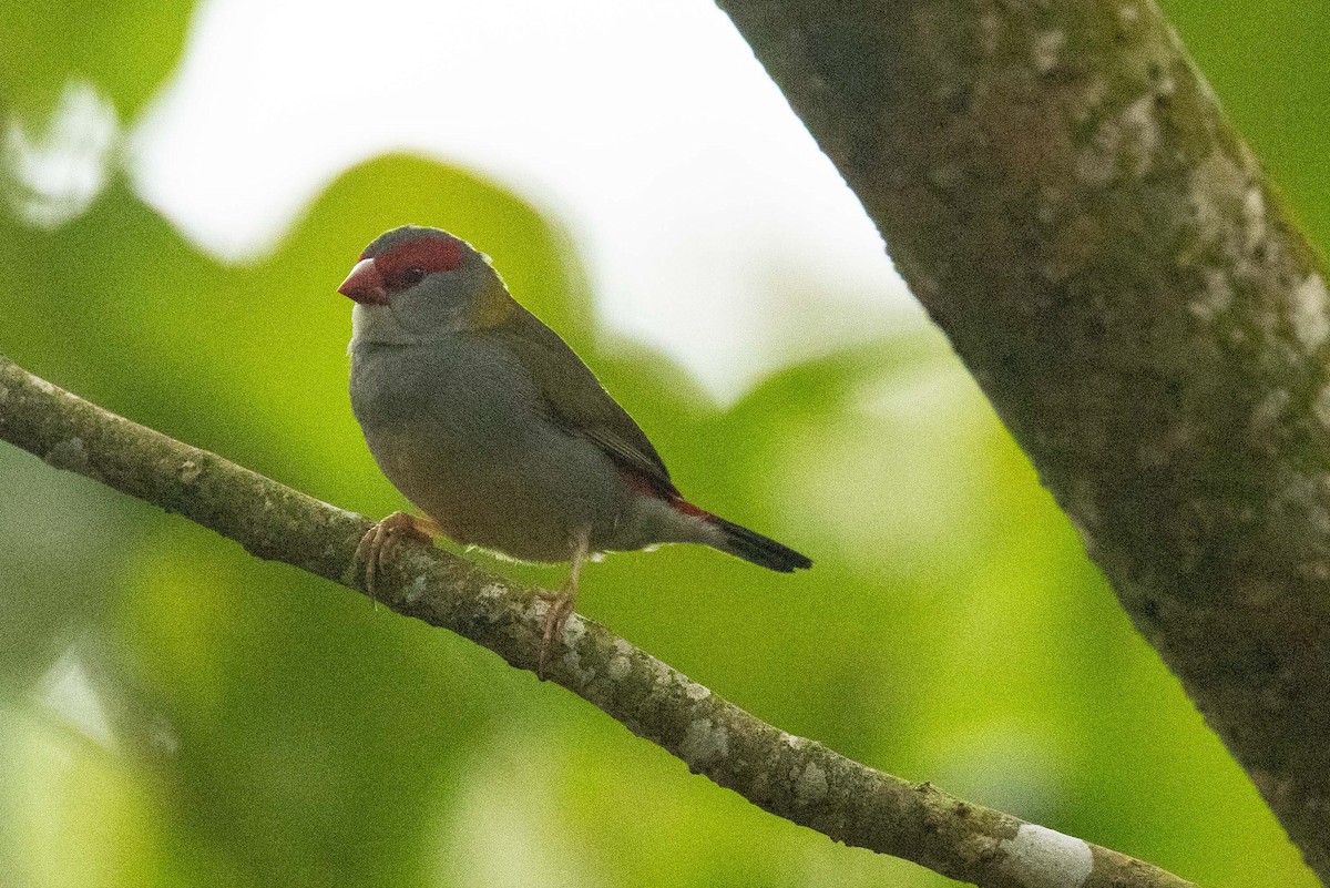 Red-browed Firetail - ML646827034