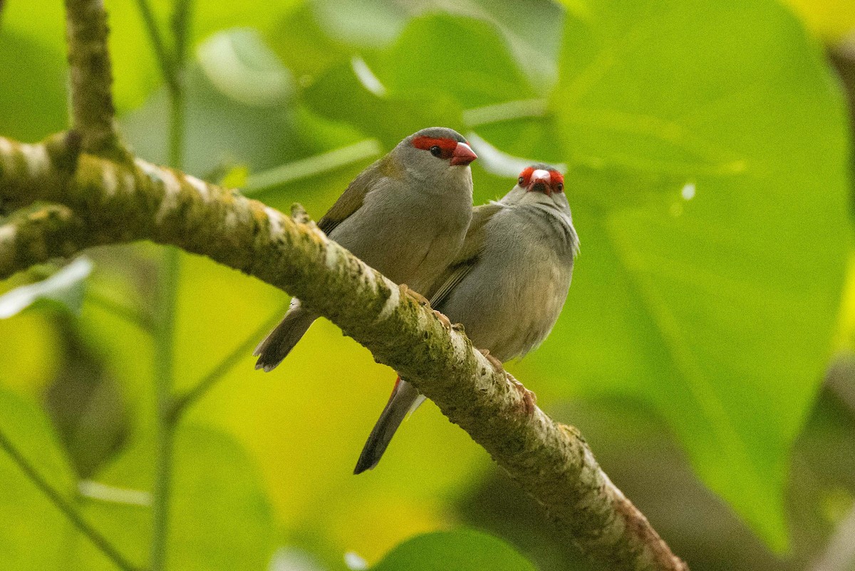 Red-browed Firetail - ML646827035