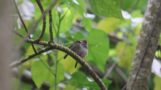 Red-browed Firetail - ML646827036