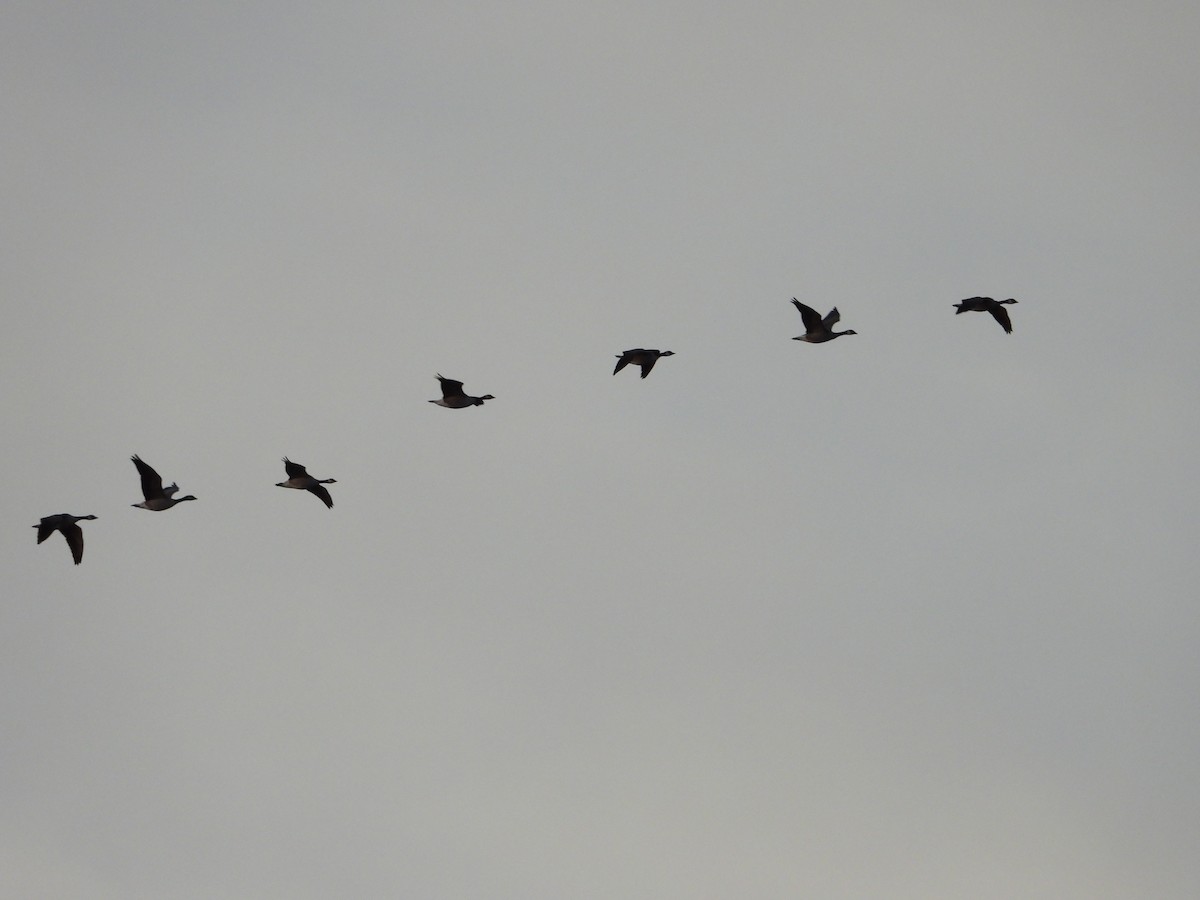 Cackling/Canada Goose - ML646827038