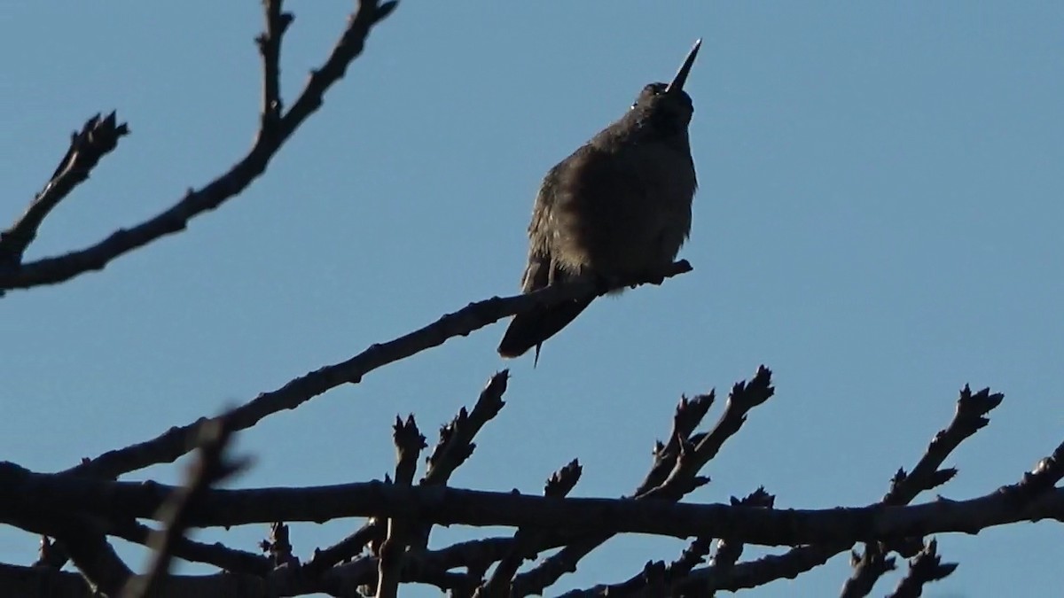Anna's Hummingbird - ML646827039