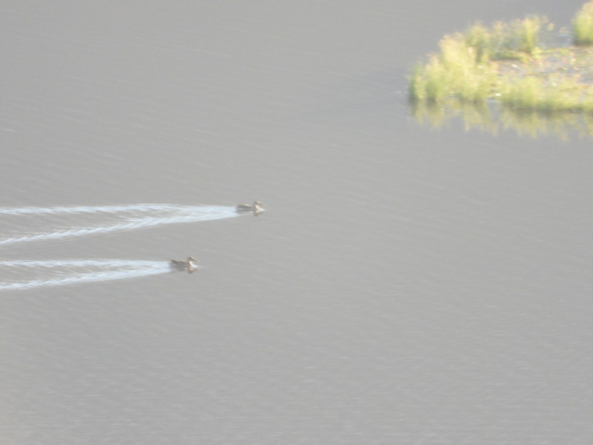 Mestolone - ML646827045