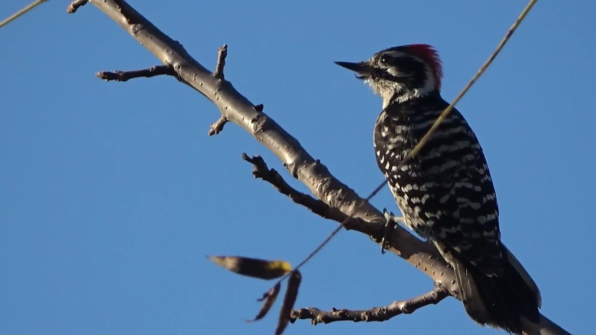 Nuttall's Woodpecker - ML646827046