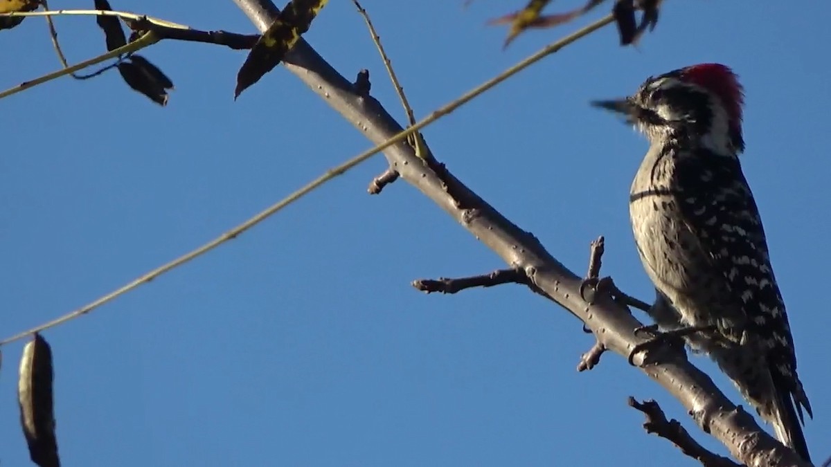 Nuttall's Woodpecker - ML646827047