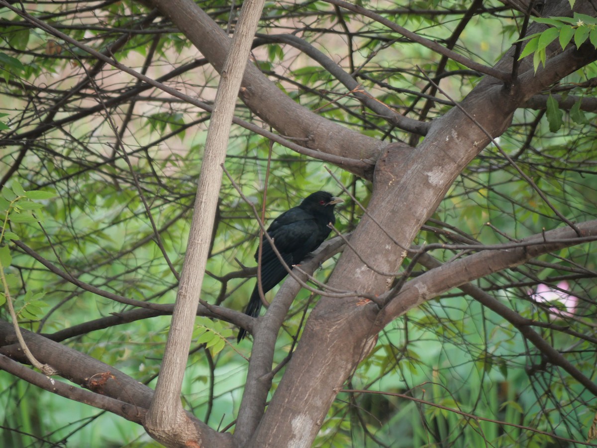 Asian Koel - ML646827048