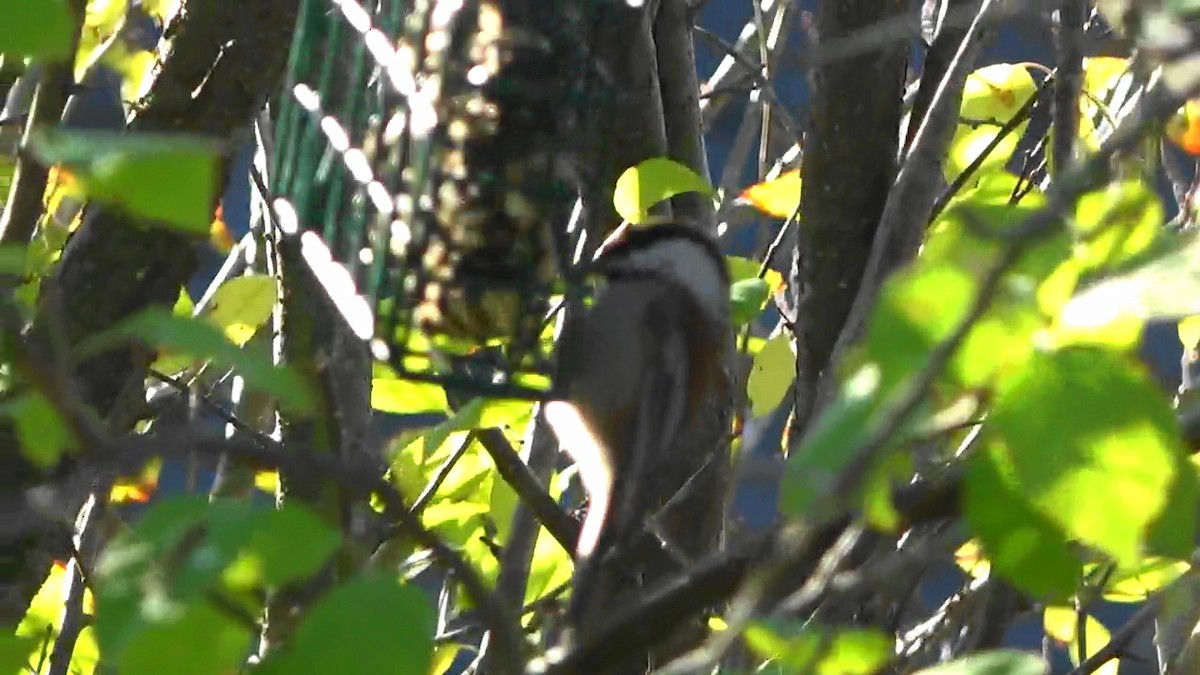 Chestnut-backed Chickadee - ML646827049