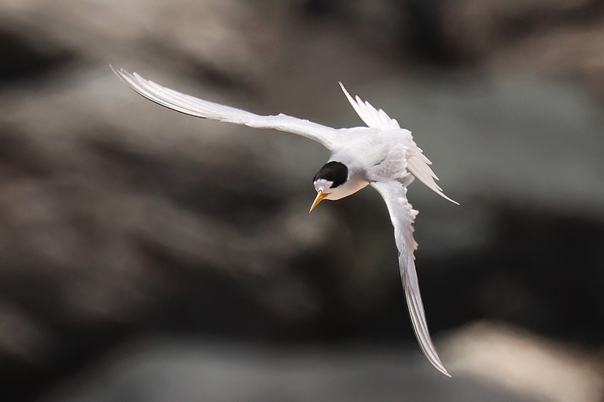 rybák australský - ML646827050