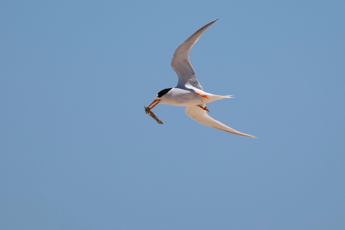 rybák australský - ML646827051