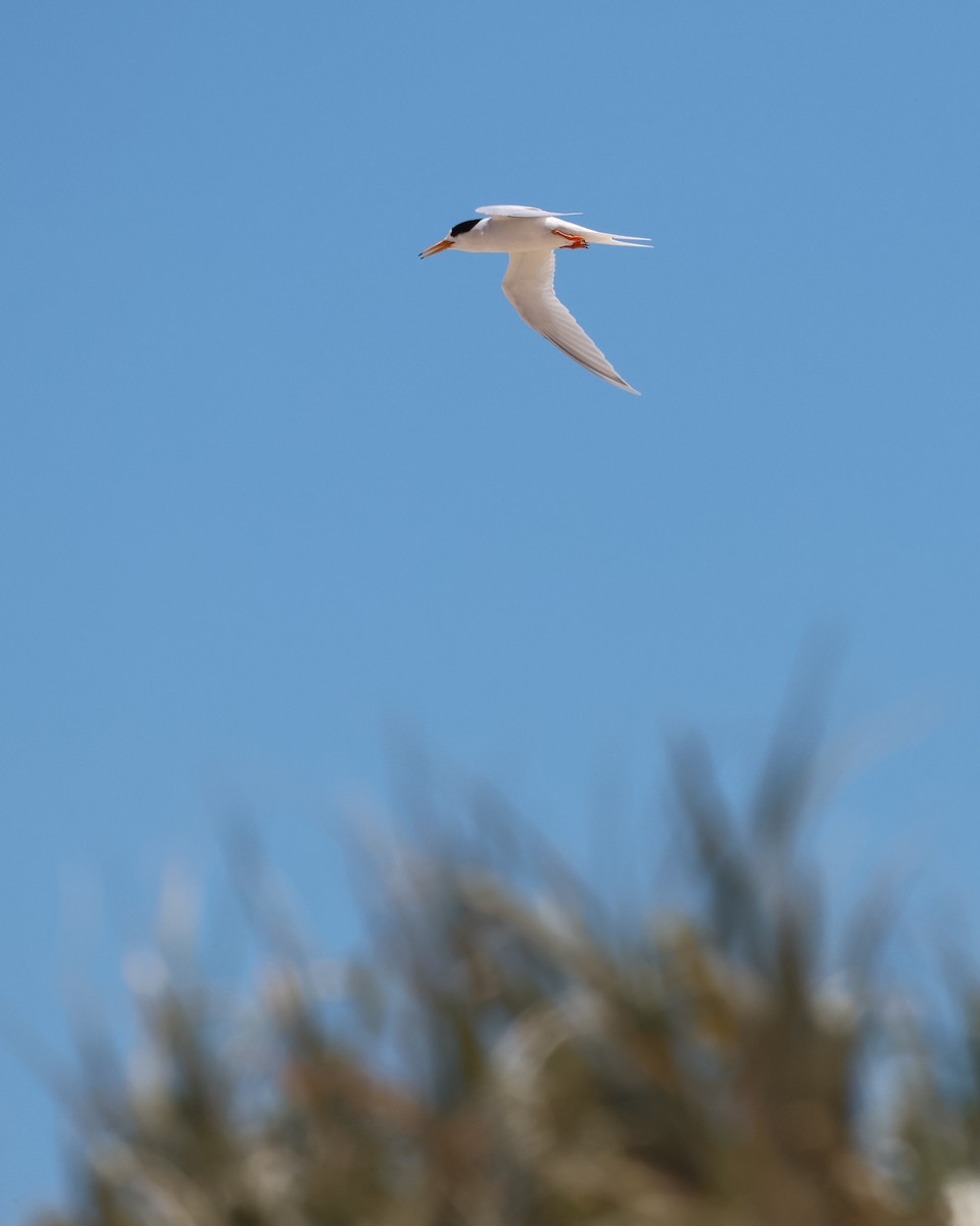 rybák australský - ML646827052