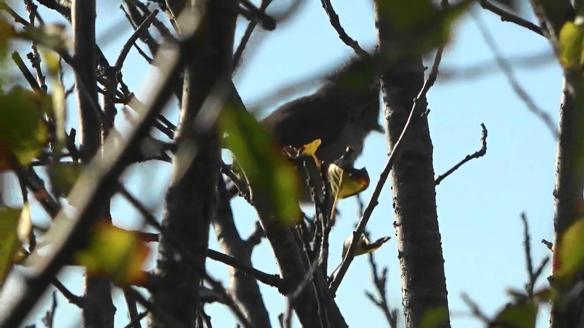 Oak Titmouse - ML646827054