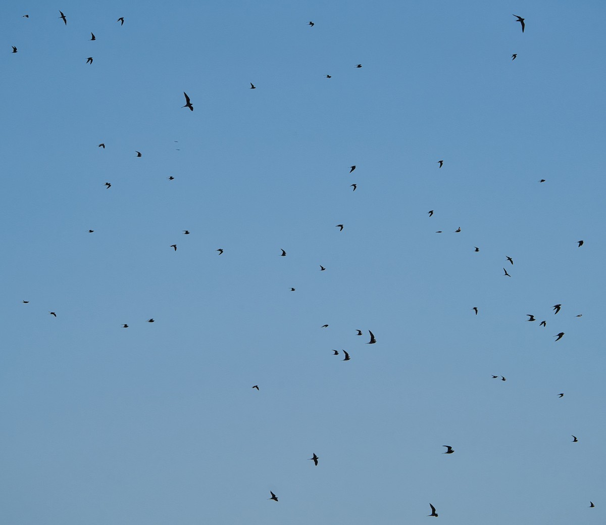 Collared Pratincole - ML646827056