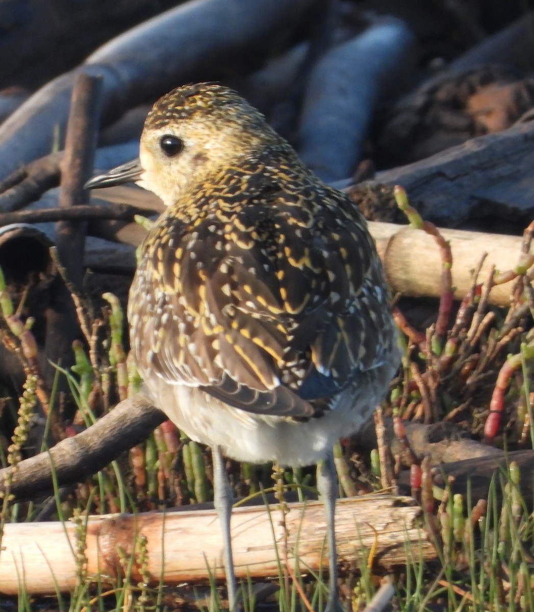 Бурокрылая ржанка - ML646827057