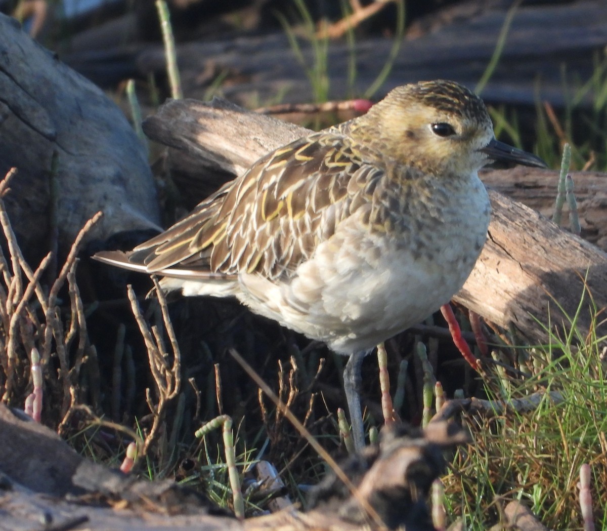 Бурокрылая ржанка - ML646827058