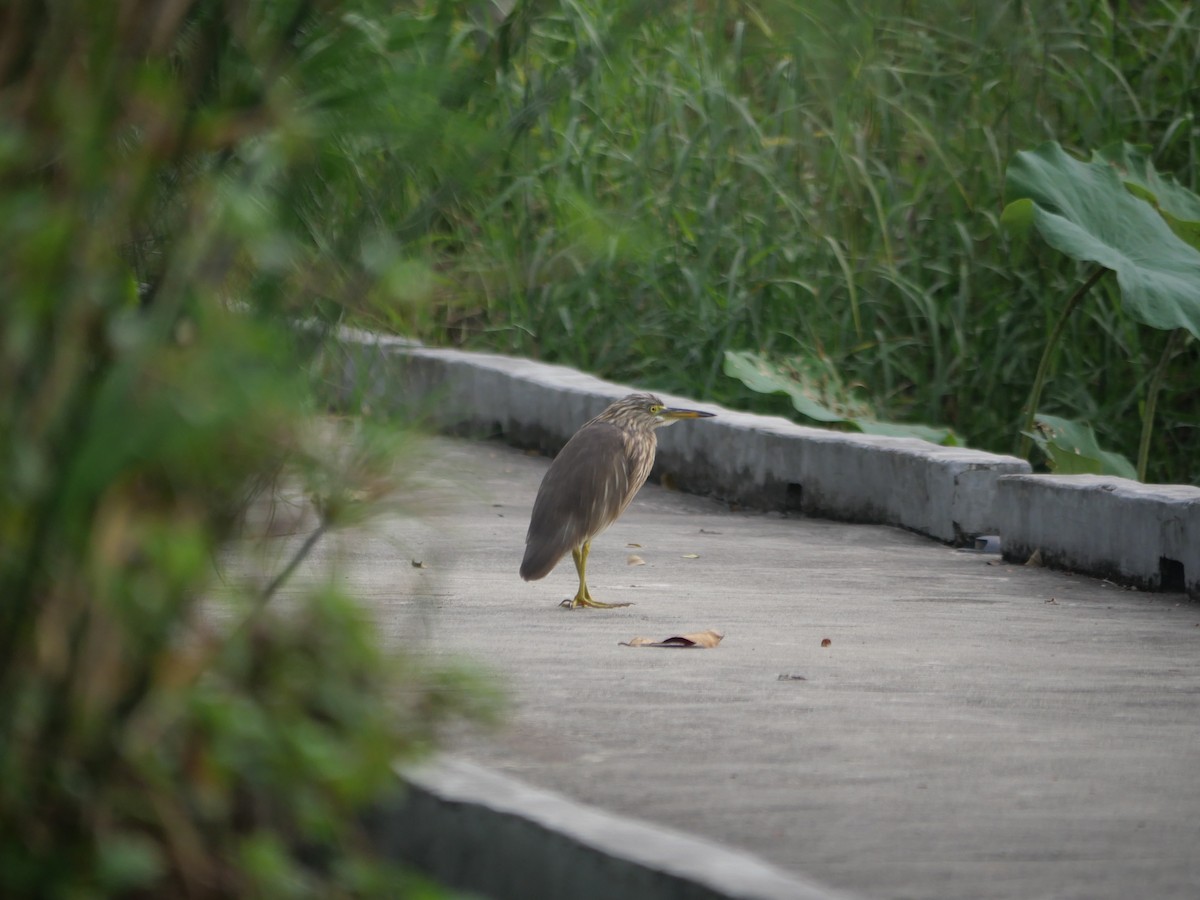Chinese Pond-Heron - ML646827060