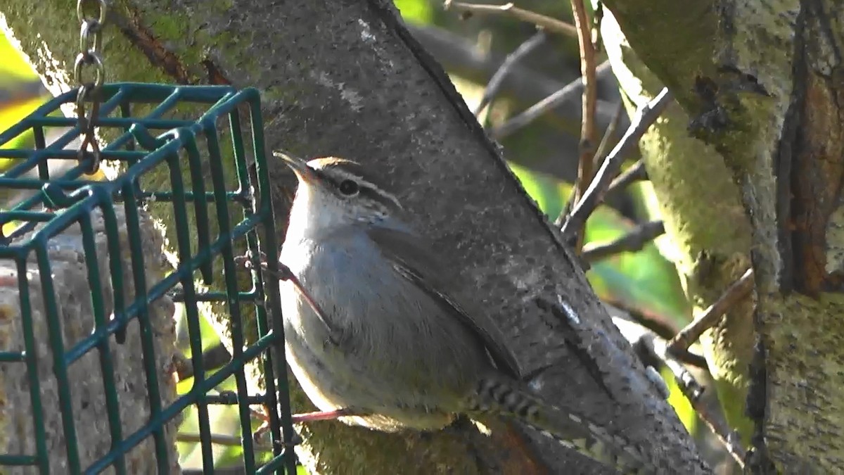 Bewick's Wren - ML646827061