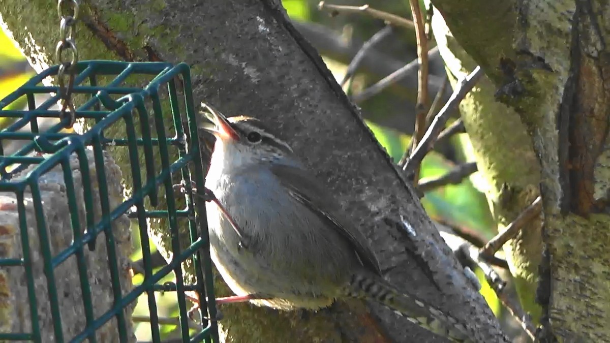 Bewick's Wren - ML646827062