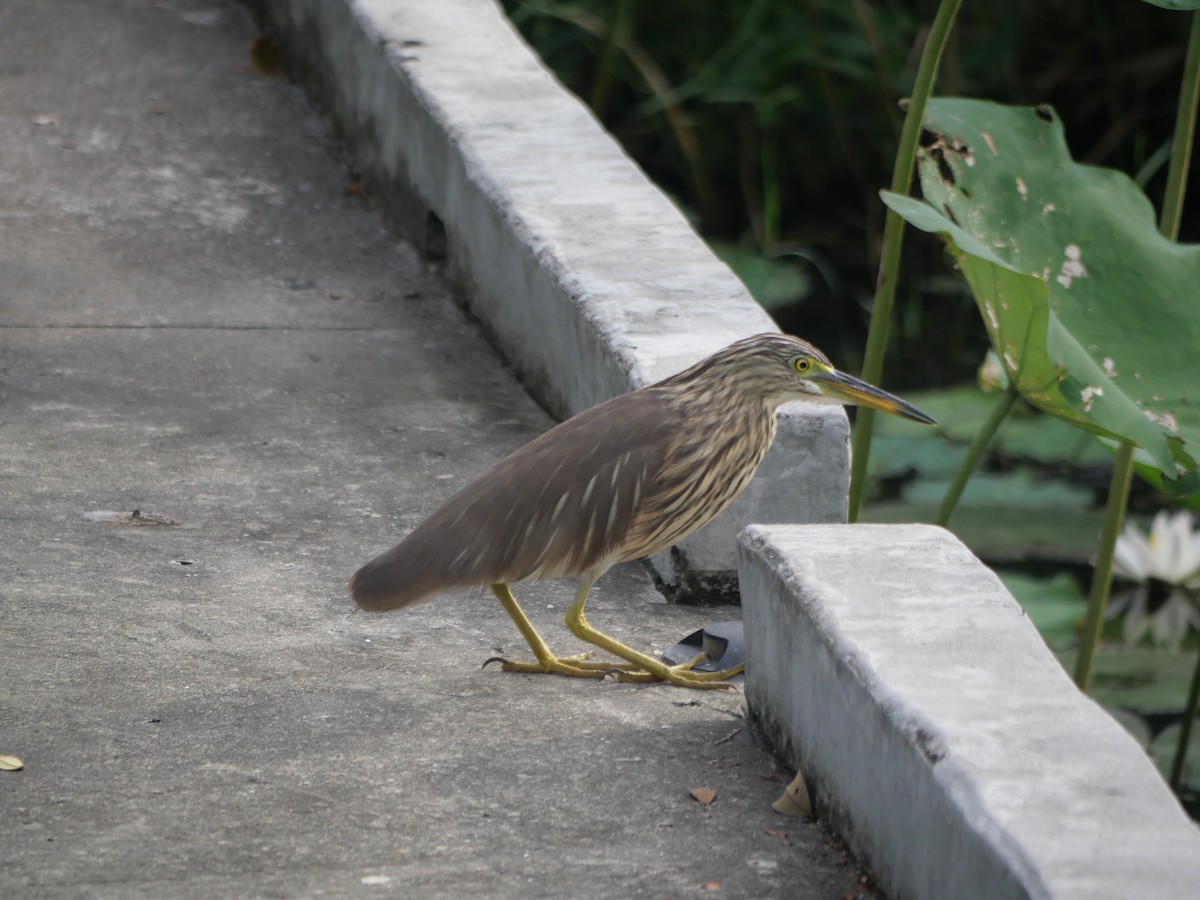 Чапля китайська - ML646827064