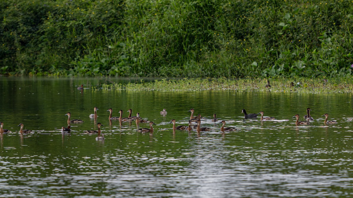 lyska černá - ML646827065