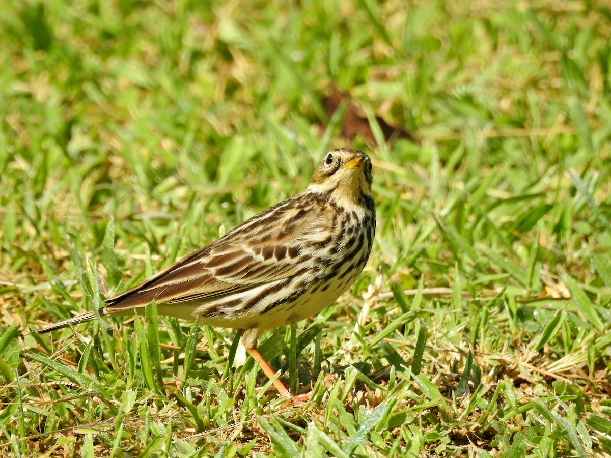 Щеврик червоногрудий - ML646827069