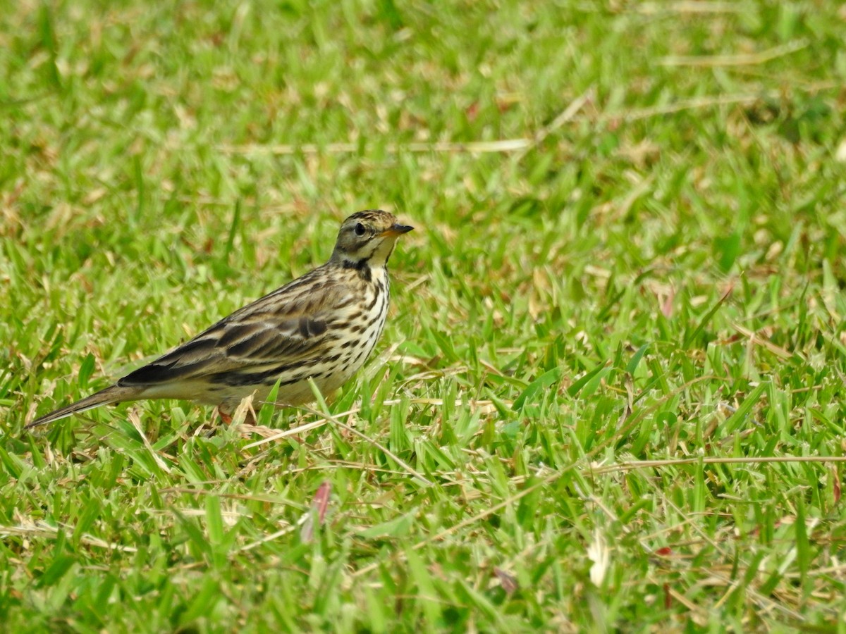 Щеврик червоногрудий - ML646827070