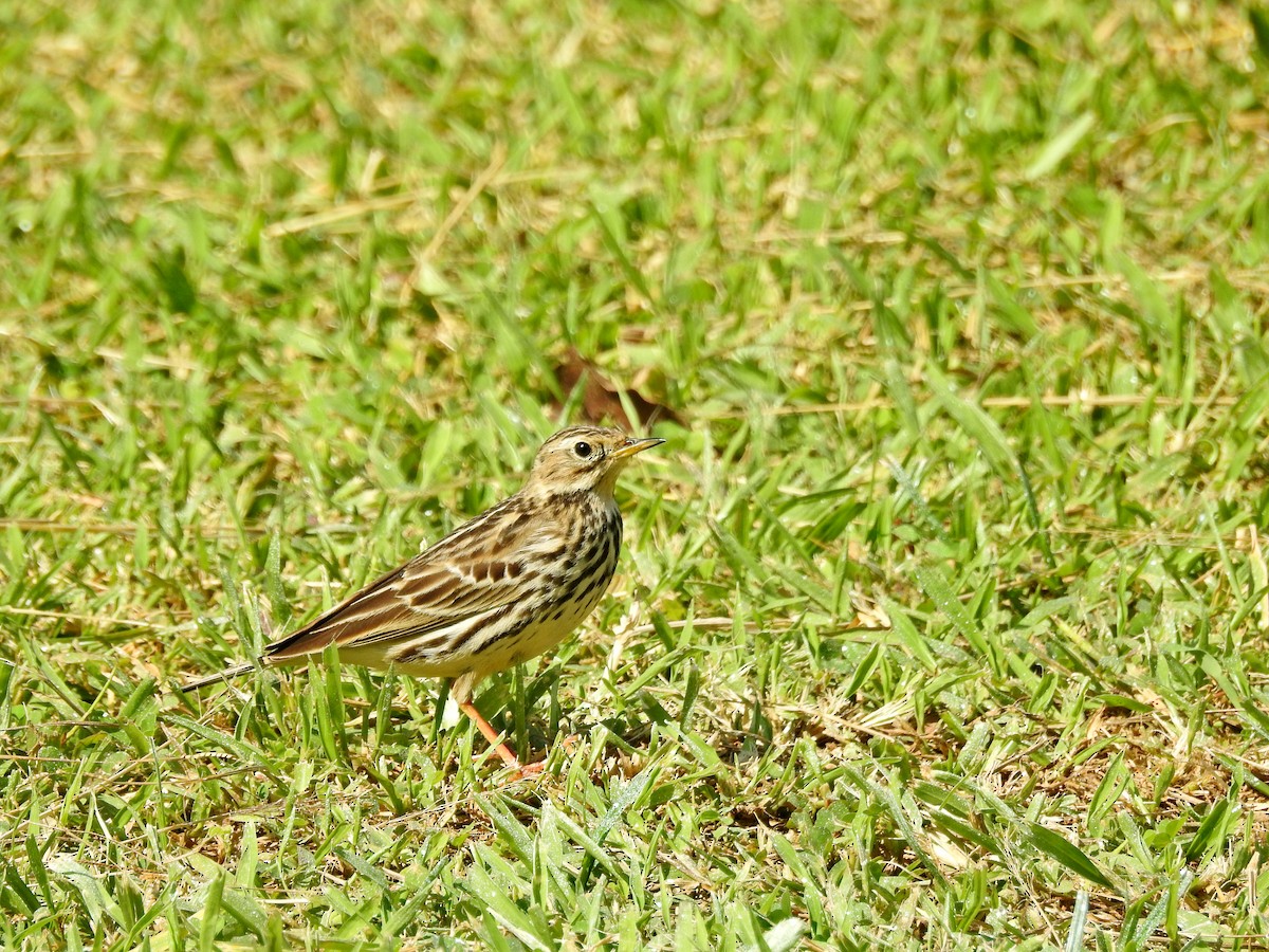 Щеврик червоногрудий - ML646827071