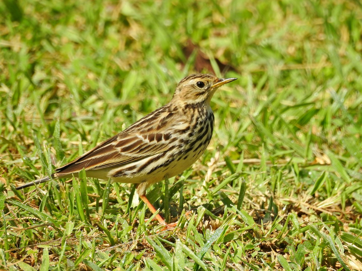 Щеврик червоногрудий - ML646827072