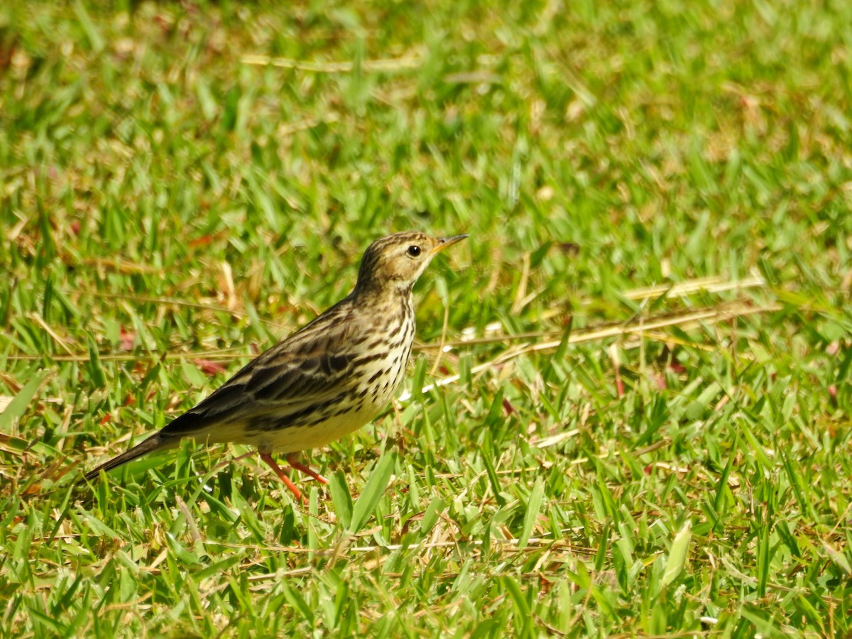 Щеврик червоногрудий - ML646827073