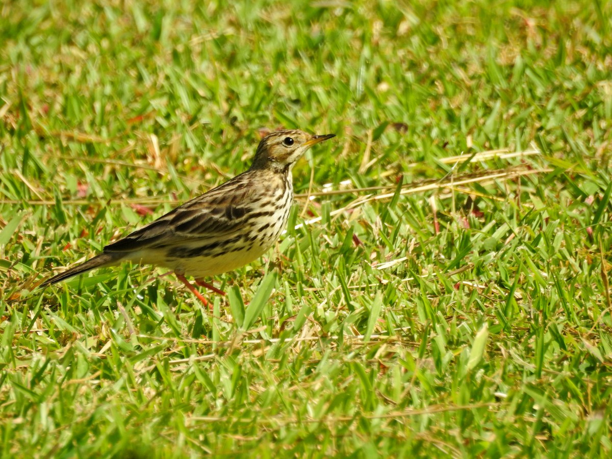 Щеврик червоногрудий - ML646827074