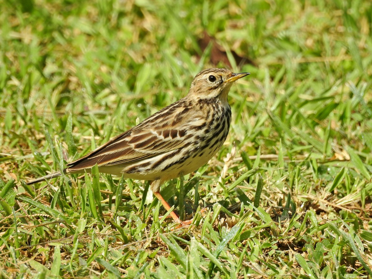 Щеврик червоногрудий - ML646827075