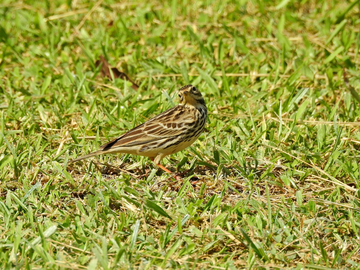 Щеврик червоногрудий - ML646827076