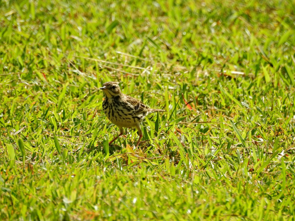 Щеврик червоногрудий - ML646827077