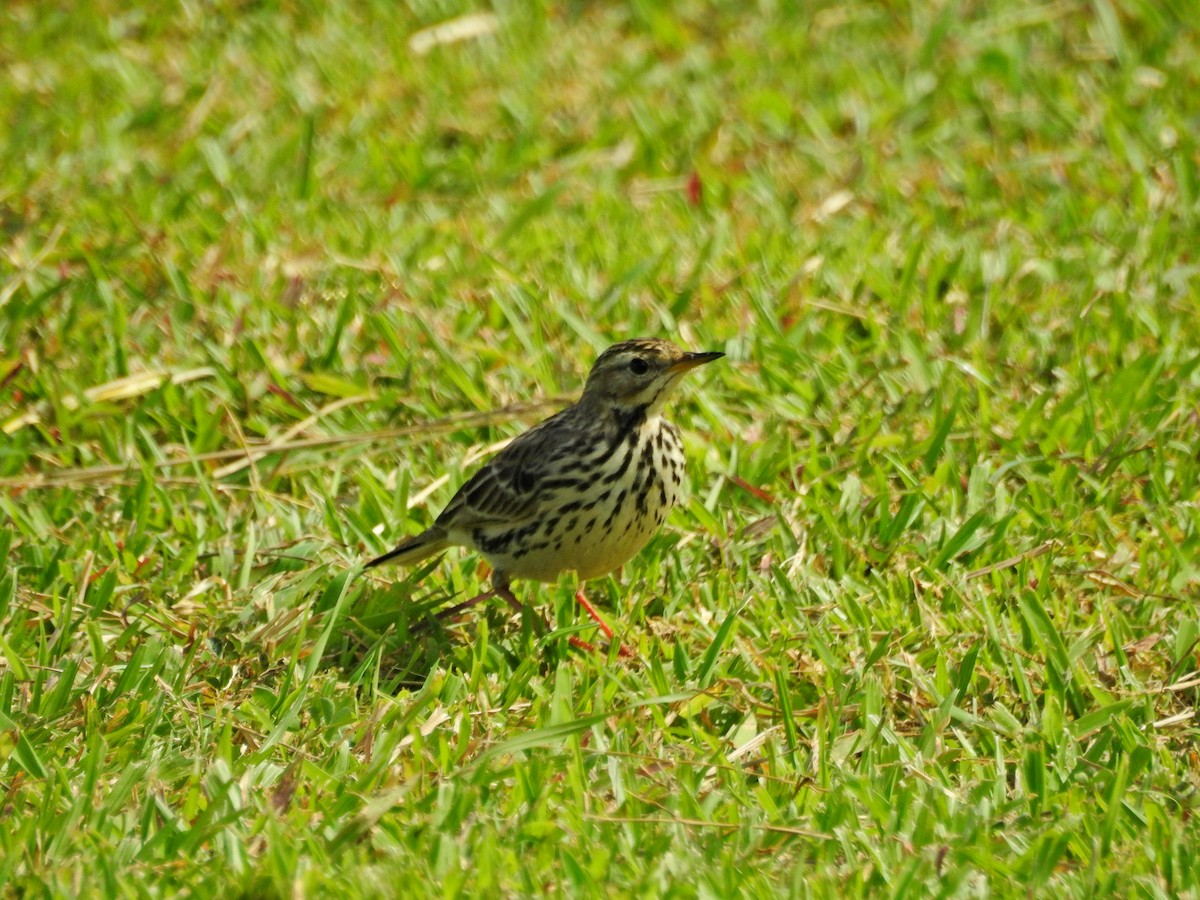 Щеврик червоногрудий - ML646827078