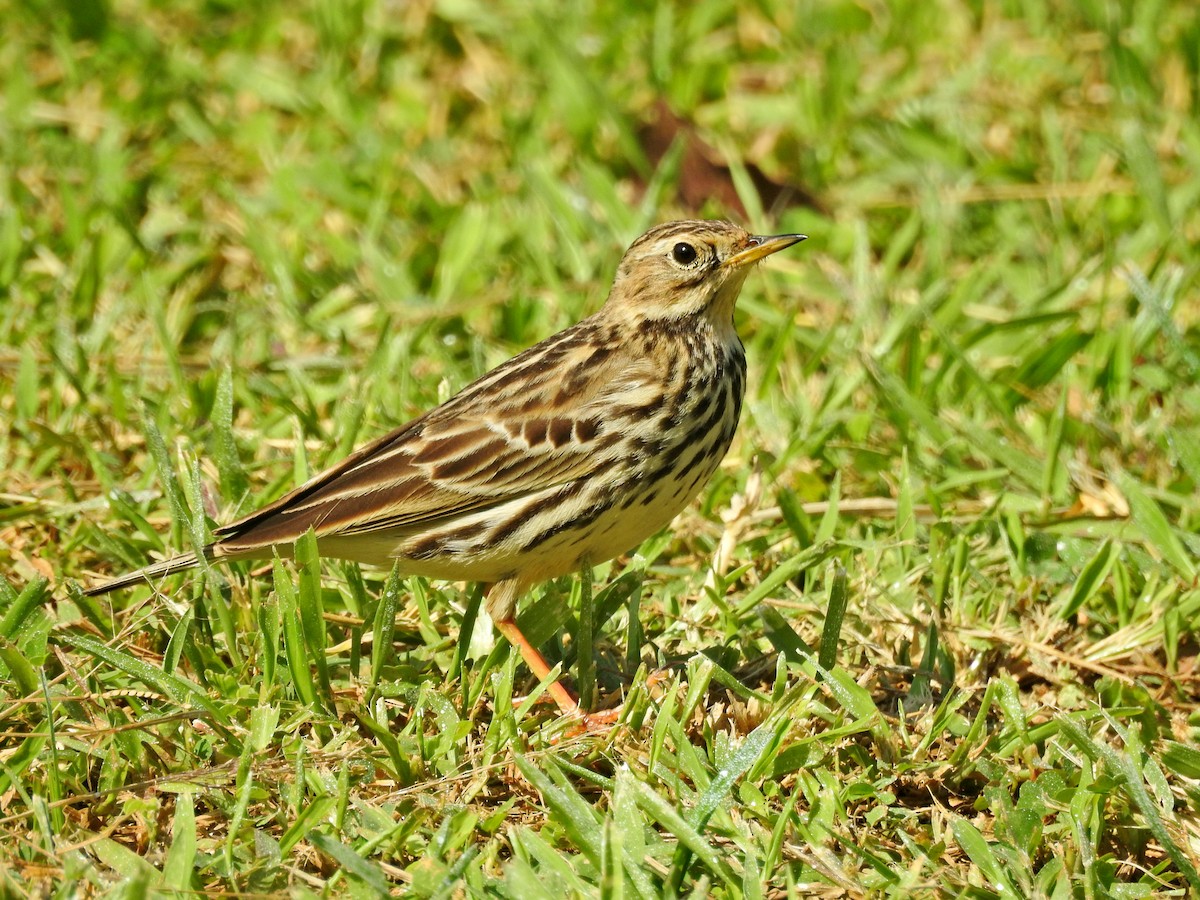 Щеврик червоногрудий - ML646827079