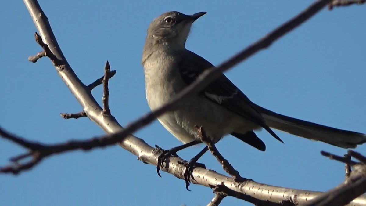 Northern Mockingbird - ML646827080