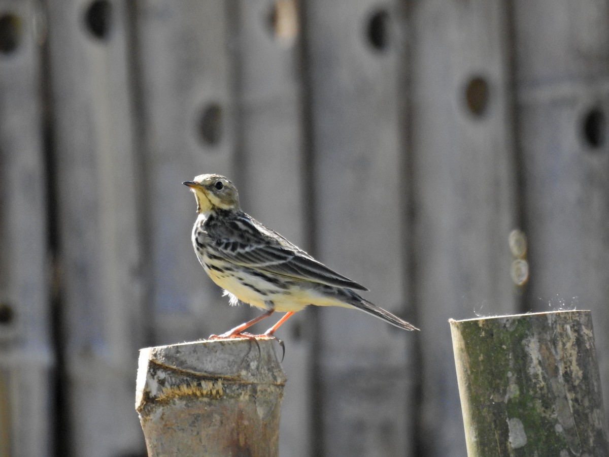 Щеврик червоногрудий - ML646827081