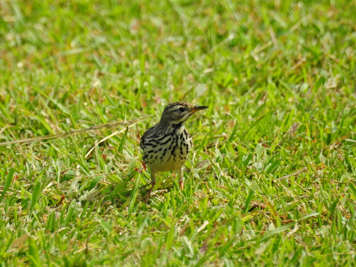 Щеврик червоногрудий - ML646827082