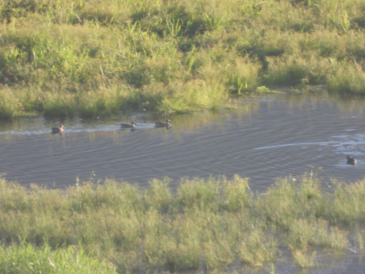 Широконіска північна - ML646827083