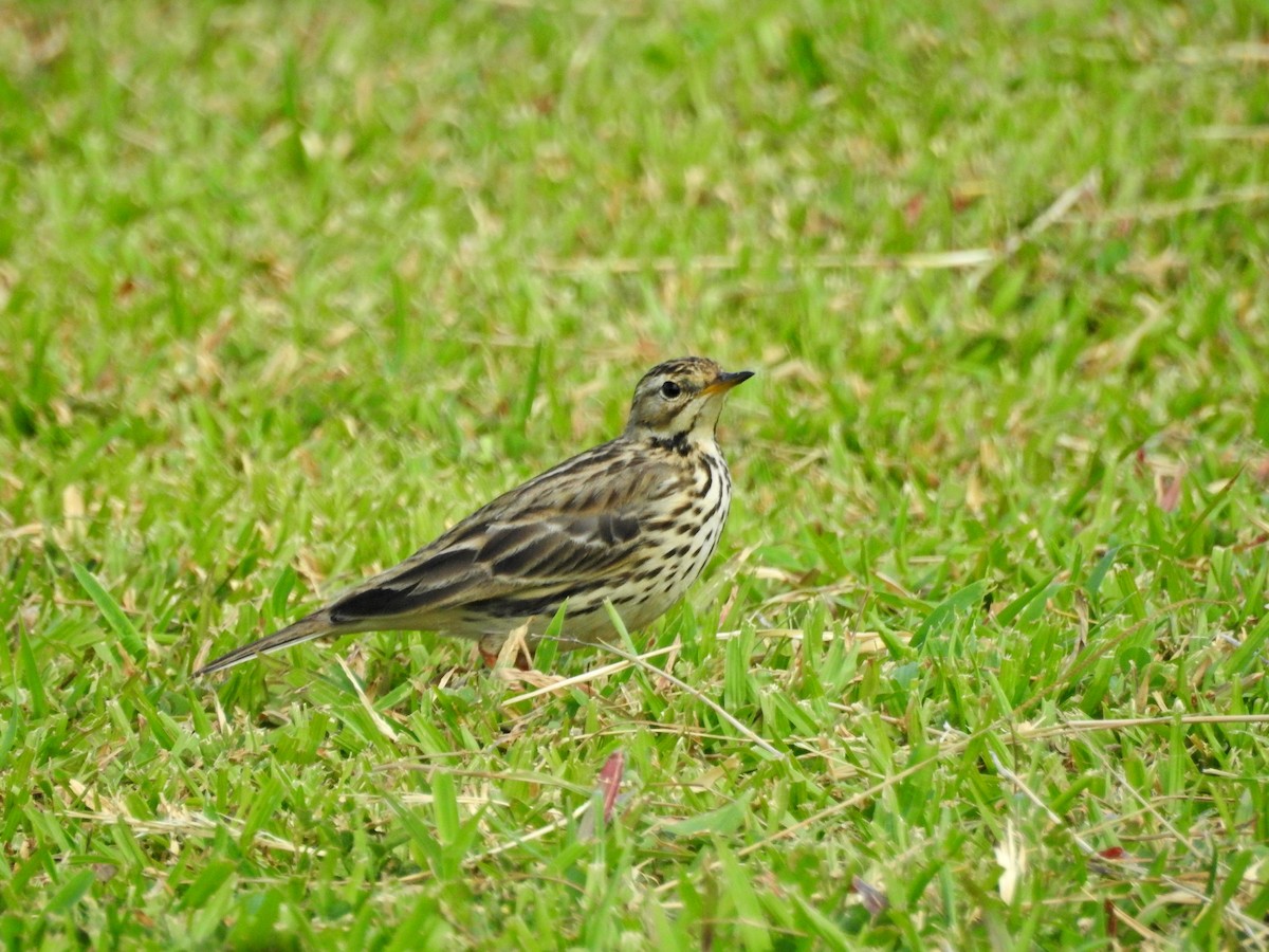 Краснозобый конёк - ML646827084