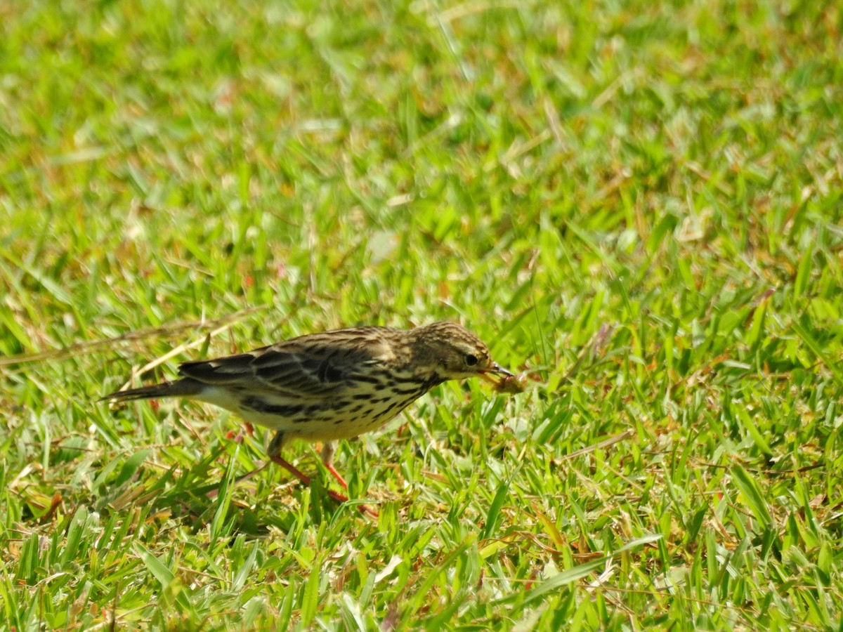 Щеврик червоногрудий - ML646827085