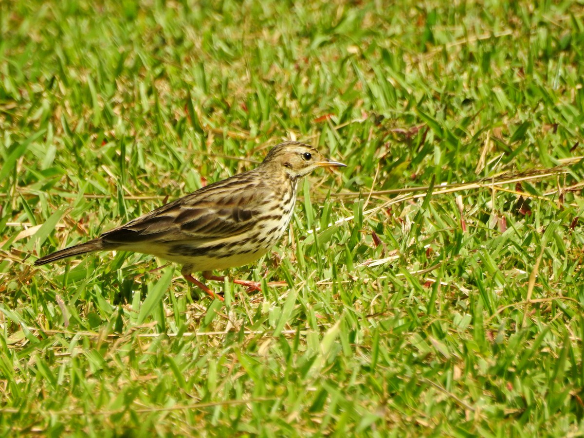 Краснозобый конёк - ML646827086