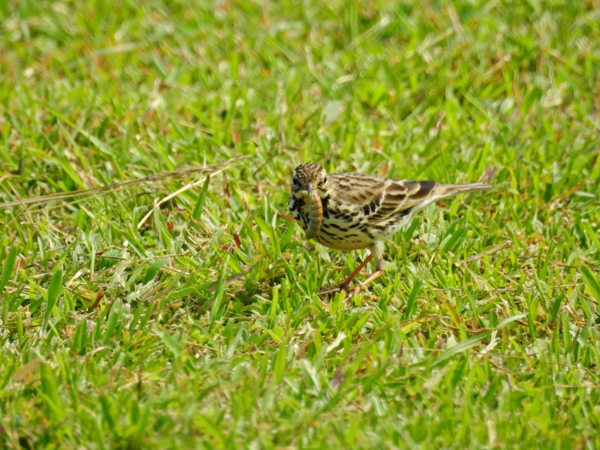 Краснозобый конёк - ML646827087