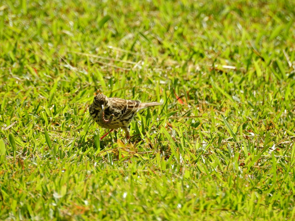 Краснозобый конёк - ML646827088